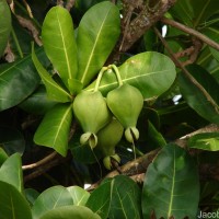 Barringtonia asiatica (L.) Kurz